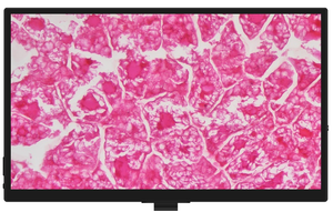 Microscope biologique numérique LCD BLM5-247 avec plateau en céramique pour l'analyse d'immunofluorescence en laboratoire de biologie médicale - Product Image 6