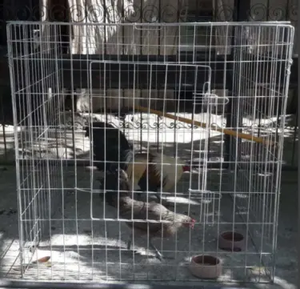 Bán buôn chống gỉ gà lồng | kẽm tráng & PVC lớp Rooster bao vây với thiết kế thông gió - Product Image 5