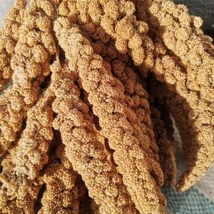 ข้าวฟ่างสีเหลืองสำหรับอาหารนก รุ่นล่าสุด แบบสเปรย์ พร้อมสเปรย์ข้าวฟ่างสีเหลือง - Product Image 2