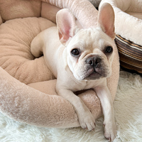 Vente en gros de canapé-lit d'intérieur écologique à rayures multicolores pour animaux de compagnie, lit rond à quantité minimale de commande basse pour chiens et chats