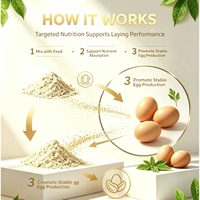 EggSure Complément Nutritionnel pour Poules Pondeuses Riche en Multivitamines Favorise la Production d'Œufs et la Fonction Intestinale