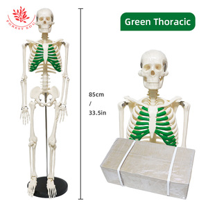 Modelo de esqueleto humano FRT012 de PVC para enseñanza médica, cráneo de 85 cm de altura, con modelo de esqueleto de sternum verde. - Product Image 4