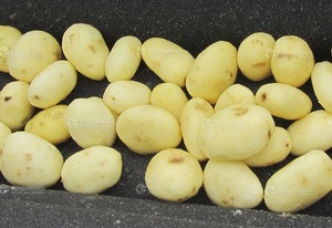 FengXiang MSTP-500 Machine à éplucher les légumes <span class=keywords><strong>automatique</strong></span> haute productivité pour l'ail, les pommes de terre, les carottes et les légumes racineux, avec fonction de lavage - Product Image 3