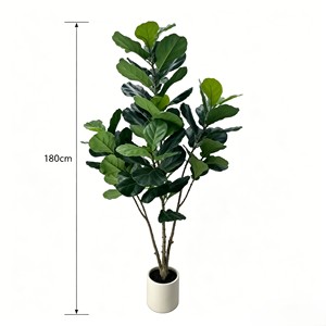 180cm Pitted white basin Fiddle-leaf fig– Eco-Friendly Plant for Wedding & Event Decoration - Product Image 1