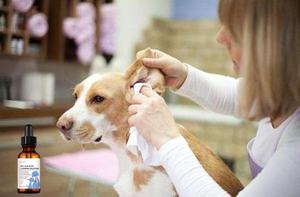 איכות גבוהה של קרדית מחמד טיפות לטיפות עבור כלב וחתול ניקוי סיטונאי & מוצרי רחצה - Product Image 5