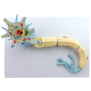 Modè<span class=keywords><strong>le</strong></span> de <span class=keywords><strong>neurone</strong></span> agrandi-Modè<span class=keywords><strong>le</strong></span> de structure de fibre nerveuse détachable en 2 pièces pour l'enseignement de la biologie - Product Image 6
