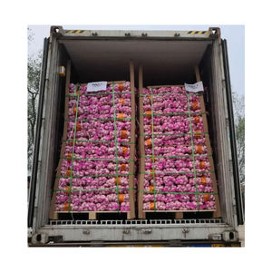 بالجملة الثوم الخضروات الطازجة بكميات كبيرة محصول صيني أحمر رأس كبير Ajo الثوم باوانغ بوتيه - Product Image 6