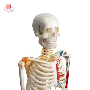 Modello di anatomia della scienza medica modello di scheletro umano 85cm FRT011 mezzo muscolo e mezzo legamento - Product Image 4
