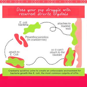 Oem Chat Chien Traitement des infections des voies urinaires Naturel UTI Canneberge Rein Vessie Supplément de soutien - Product Image 2