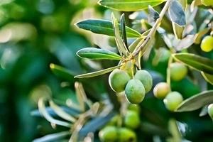 En İyi Fiyat Yüksek Kalite Zeytin Yaprağı Ekstresi Zeytin Yaprağı Ekstresi Tozu Oleuropein %20 %40 %50 %60 %70 Hidroksitirosol %20 - Product Image 3