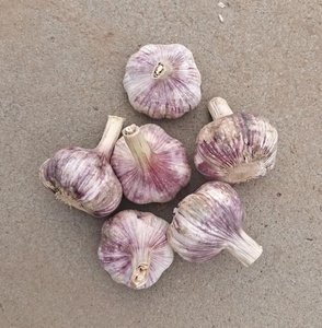 <span class=keywords><strong>Ajo</strong></span> Blanco Normal Fresco <span class=keywords><strong>de</strong></span> China, 10 kg/20 kg, Caja <span class=keywords><strong>de</strong></span> Exportación, Cumple con las Normas GAP, <span class=keywords><strong>Ajo</strong></span> Alho - Product Image 4