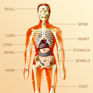 Phổ biến cơ thể con người cấu trúc giáo dục Kit thân giải phẫu mô hình gốc khoa học giảng dạy AIDS cho các trường học - Product Image 6