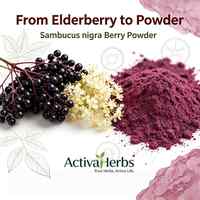 Poudre de fruits d'églantier naturelle Sambucus Nigra, poudre de jus instantanée de baies rouges pour boissons, pâtisseries, qualité alimentaire, en fût
