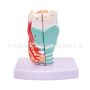 Anatomie naturelle du larynx, modèle pharyngé, spécimen anatomique du larynx, vaisseaux sanguins du larynx, glande thyroïde, larynx - Product Image 3
