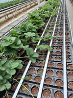 Système d'irrigation agricole à économie d'eau HYRT à haute efficacité avec ruban/tuyau/bande/ligne d'irrigation composite double couche en PE