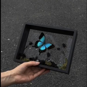 Bướm thực vật khô hoa mẫu khung ảnh handmade DIY gỗ rỗng hai mặt Acrylic ba chiều bảng. - Product Image 2