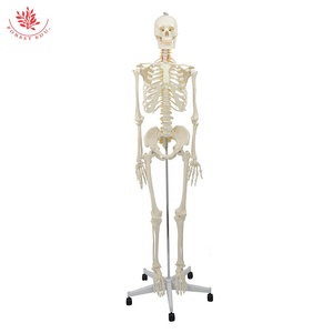 Modelo de esqueleto humano, columna vertebral flexible de tamaño real estándar, de tamaño natural, de la serie de modelos - Product Image 6