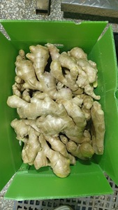 Top Grade gừng tươi gừng khô hữu cơ Nhà cung cấp từ Trung Quốc với giá thấp Trung Quốc gừng tươi bột hạt giống cho xuất khẩu - Product Image 5