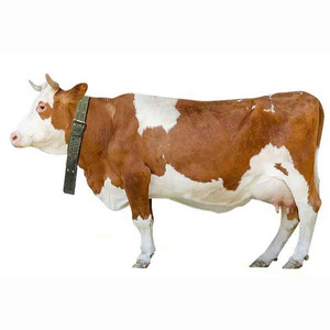 Attrezzatura animale collare Relt bovini collana di trazione cinturino in tela per <span class=keywords><strong>animali</strong></span> vitello cinturino per collo di <span class=keywords><strong>mucca</strong></span> - Product Image 4