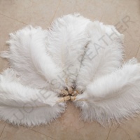 Hot Sale 70-75 cm Bunte Big Pole White Straußen flügel feder für Party Hochzeit Bühnen kleider Bühnen dekoration