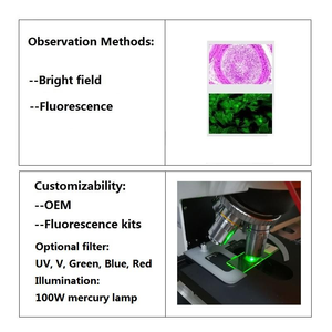 Boshida BD-YG2001 Precio de Fábrica, Fluorescencia Epi para Cultivo Celular, Hospitales y Laboratorios de Investigación - Product Image 3