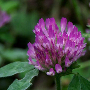 Экстракт красного клевера, изофлавоны - Product Image 6