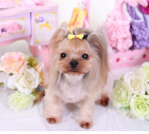 Coloré Chien Pinces À Cheveux Mignon Animal De Compagnie Coiffe En Stock Chien Épingle À Cheveux - Product Image 6