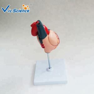 Lebensgroßes menschliches Körper-Herz-Split-Herz-Modell, das medizinisches Bildungs modell für Studenten unterrichtet - Product Image 5