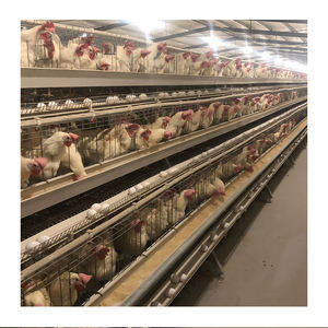 Allevamento di pollame moderno zincato A caldo di tipo A 3-96 30k-100k presso l'azienda agricola A strati d'angora - Product Image 4