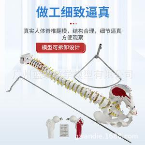 Modèle pédagogique de colonne vertébrale humaine adulte naturelle de 80 cm avec muscles du bassin, vertèbres thoraciques, bassin et fémur, à colorier - Product Image 3