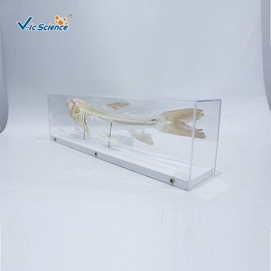 Especímen <span class=keywords><strong>de</strong></span> <span class=keywords><strong>esqueleto</strong></span> <span class=keywords><strong>de</strong></span> carpa cebú; <span class=keywords><strong>esqueleto</strong></span> anatómico completo <span class=keywords><strong>de</strong></span> <span class=keywords><strong>pez</strong></span>; especímen didáctico para biología <span class=keywords><strong>de</strong></span> primaria y secundaria - Product Image 3