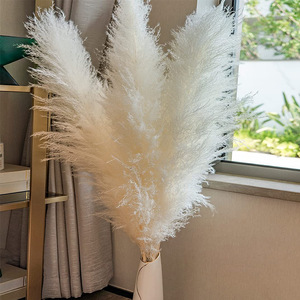 Fluffy nhỏ pompa pamps cỏ trang trí tự nhiên pampus Plume panpas cỏ cao khô pampasgras pampass trắng lớn pampas cỏ - Product Image 1
