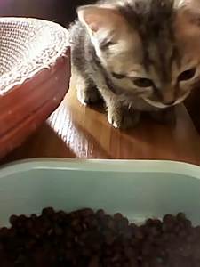 Alimentador automático inteligente para mascotas de 6L, cuencos dobles, dispensador de acero translúcido, comida para gatos, perros, comida para perros, alimentador inteligente - Product Image 6