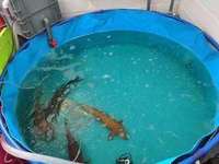Nouvelle conception de réservoir d'aquaculture en PVC, réservoir facile à déplacer, ferme piscicole