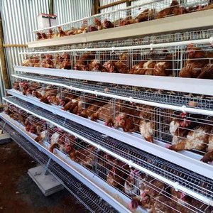 Jaulas de batería tipo A para gallinas ponedoras, jaulas para pollos de granja africana, jaulas avícolas para granjas de cría de escala mediana-grande - Product Image 6