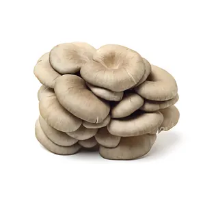 Factory Direct Sale Healthy Fresh Dried Oyster Mushroom Native Product Nutrition