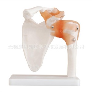Modèle d'articulation de l'épaule KBS/XC109, Modèle d'articulation de l'épaule avec ligaments naturellement extensibles, Modèle de scapule, Modèle pédagogique de la poche pédiculaire - Product Image 2