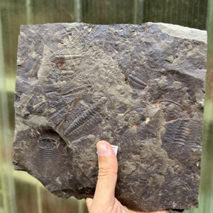 Fósil de Trilobites Redlichia de Gran Tamaño, Espécimen Marino del Temprano Cambriano, Detallado y Fino, para Enseñanza de Geología, Exhibición Paleontológica de Escritorio - Product Image 5