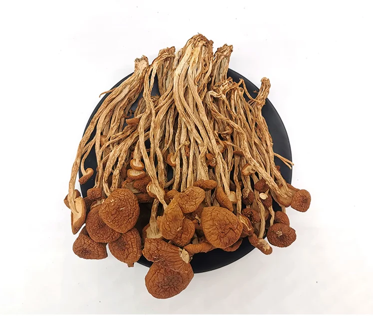 Купить оптовую агроциб, сушеный чайный гриб Aegirit