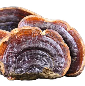 wild mushroom cuts or whole parts for sale online Best quality ganoderma sessile