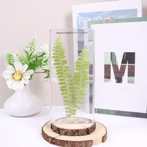Haute transparence 4 types <span class=keywords><strong>de</strong></span> spécimen <span class=keywords><strong>de</strong></span> résine <span class=keywords><strong>de</strong></span> <span class=keywords><strong>fougère</strong></span> acrylique <span class=keywords><strong>de</strong></span> <span class=keywords><strong>fougère</strong></span> ressource pédagogique pour le lycée - Product Image 3