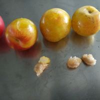 Machine à retirer les noyaux de prune, pomme, poire, abricot et avocat – Offre Spéciale