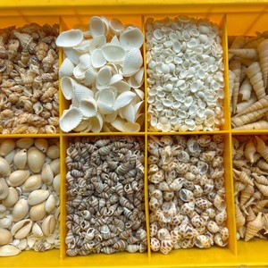 100 шт. ракушки 1,2-2,5 см золотистые БЕЛЫЕ РАКУШКИ каури для продажи - Product Image 6