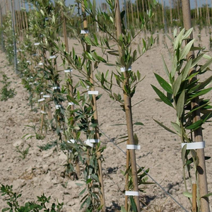 Meilleure vente <span class=keywords><strong>gris</strong></span> foncé rouleau extensible 1/2 "150ft jardin cravate ruban épais robuste plante ruban vinyle pieu outils de jardinage - Product Image 6