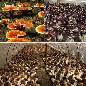 Kar beyaz mantar özü polisakkaritler 10% 30% 50% Tremella Fuciformis mantar özü tozu - Product Image 2