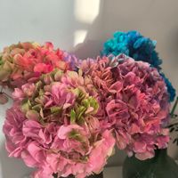 Bunga Hydrangea Daun Besar Awet 20 cm Grosir, Bunga Hydrangea Kering untuk Dekorasi Pernikahan, Bunga Hydrangea Biru