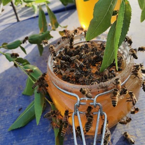 Meilleure Qualité Yémen <span class=keywords><strong>Sidr</strong></span>/Sider Miel Doux Pur Liquide Miel Naturel Apiculture Abeille Boîte en Vrac - Product Image 3