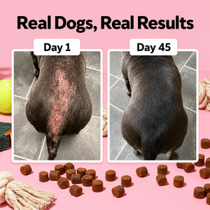 Probiotiques Immunitaires pour Chiens Atteints d'Allergies – Friandises Tendres au Mélange de Bacillus, Colostrum Bovin et Postbiotiques pour la Santé de la Peau et du Pelage des Grands Chiens – Vente en Gros OEM - Product Image 4