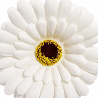 Bunga Gerbera Daisy Sutra Putih Grosir, Tangkai Tunggal 10cm (3.9 Inci), Kepala Bunga 30cm (11.8 Inci), Buatan Tangan, Ringan, Untuk Pernikahan