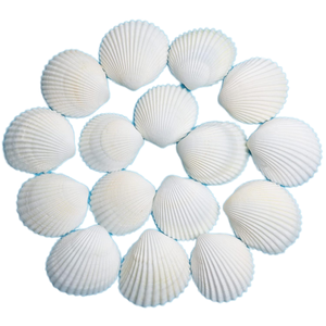300 Piezas de Conchas Marinas Blancas Pequeñas de 1.5''-2'', Manualidades, Relleno para Jarrones, Pintura, Decoración para Bodas en la Playa, Navidad, Conchas Naturales - Product Image 1